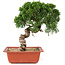 Juniperus chinensis Itoigawa, 28 cm, ± 18 ans