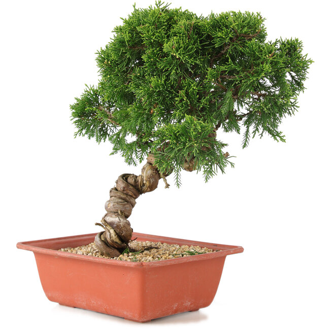 Juniperus chinensis Itoigawa, 28 cm, ± 18 jaar oud