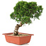 Juniperus chinensis Itoigawa, 28 cm, ± 18 jaar oud