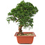 Juniperus chinensis Itoigawa, 29 cm, ± 18 jaar oud