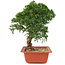 Juniperus chinensis Itoigawa, 29 cm, ± 18 years old