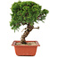 Juniperus chinensis Itoigawa, 28 cm, ± 18 anni