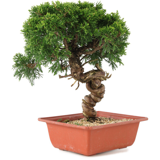 Juniperus chinensis Itoigawa, 28 cm, ± 18 Jahre alt