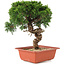 Juniperus chinensis Itoigawa, 28 cm, ± 18 jaar oud