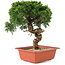 Juniperus chinensis Itoigawa, 28 cm, ± 18 years old