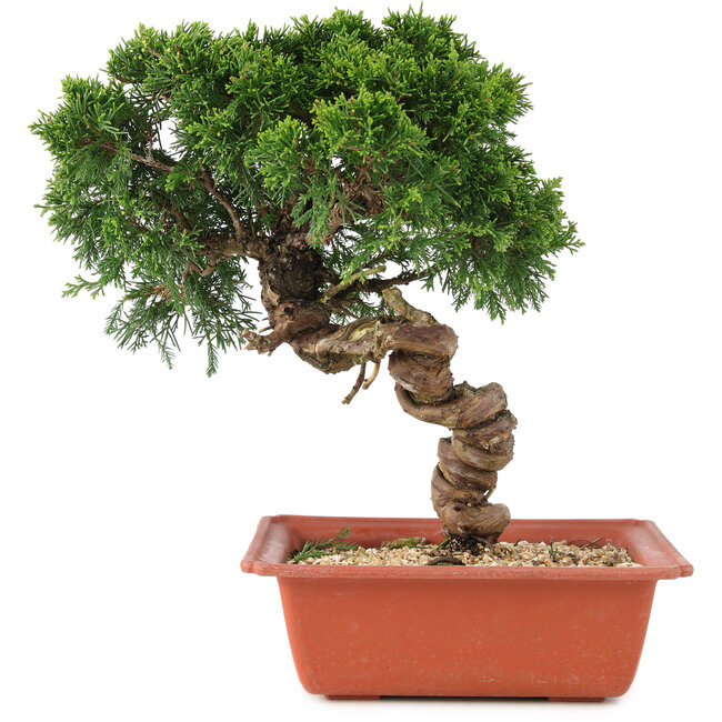 Juniperus chinensis Itoigawa, 28 cm, ± 18 Jahre alt
