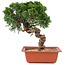 Juniperus chinensis Itoigawa, 28 cm, ± 18 años