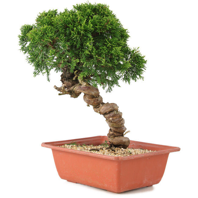 Juniperus chinensis Itoigawa, 28 cm, ± 18 anni