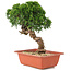 Juniperus chinensis Itoigawa, 28 cm, ± 18 Jahre alt