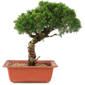 Juniperus chinensis Itoigawa, 27 cm, ± 18 jaar oud