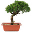 Juniperus chinensis Itoigawa, 27 cm, ± 18 years old