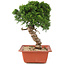 Juniperus chinensis Itoigawa, 28 cm, ± 18 anni