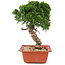 Juniperus chinensis Itoigawa, 28 cm, ± 18 jaar oud