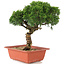 Juniperus chinensis Itoigawa, 27 cm, ± 18 Jahre alt