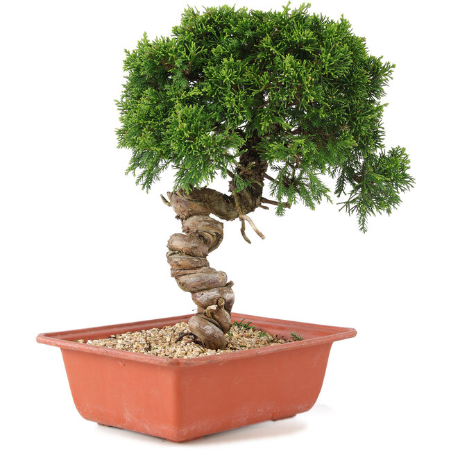Juniperus chinensis Itoigawa, 28 cm, ± 18 Jahre alt