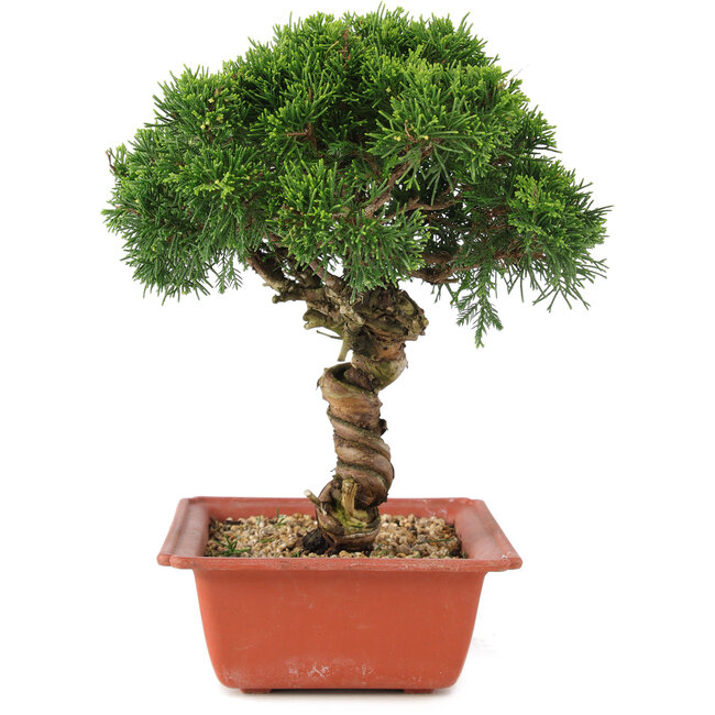 Juniperus chinensis Itoigawa, 27 cm, ± 18 anni