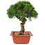 Juniperus chinensis Itoigawa, 27 cm, ± 18 Jahre alt