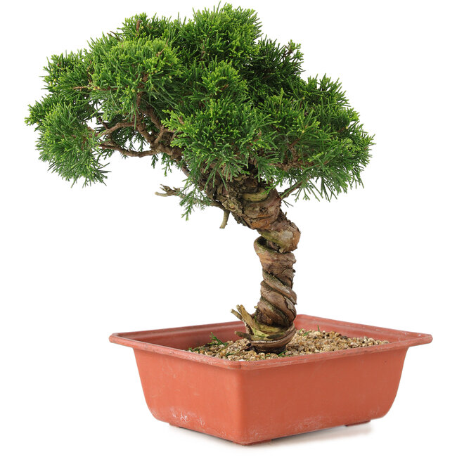 Juniperus chinensis Itoigawa, 27 cm, ± 18 anni
