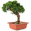 Juniperus chinensis Itoigawa, 27 cm, ± 18 years old