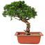 Juniperus chinensis Itoigawa, 27 cm, ± 18 jaar oud