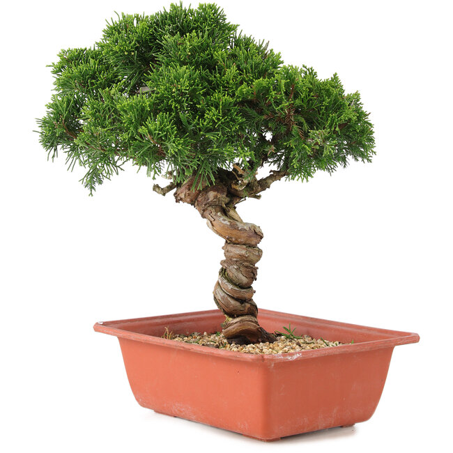 Juniperus chinensis Itoigawa, 27 cm, ± 18 ans