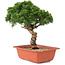 Juniperus chinensis Itoigawa, 27 cm, ± 18 jaar oud