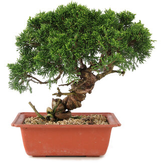 Juniperus chinensis Itoigawa, 25,5 cm, ± 18 ans