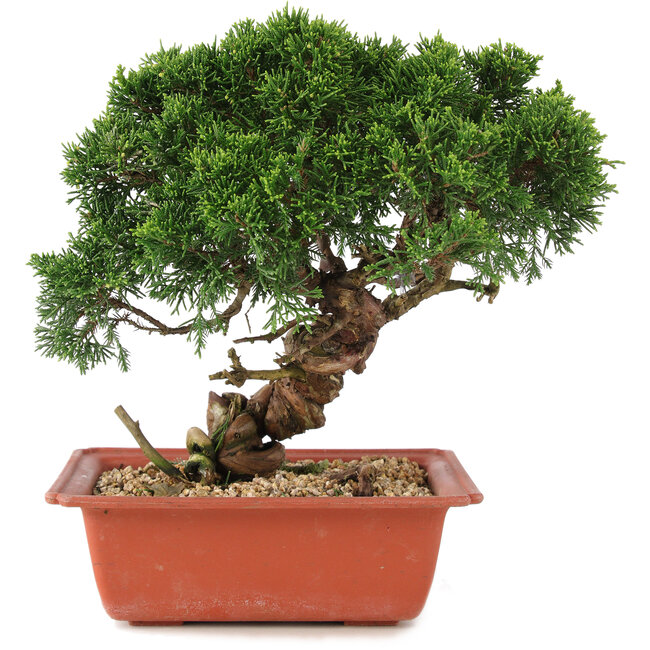 Juniperus chinensis Itoigawa, 25,5 cm, ± 18 anni