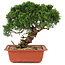 Juniperus chinensis Itoigawa, 25,5 cm, ± 18 jaar oud