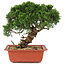 Juniperus chinensis Itoigawa, 25,5 cm, ± 18 Jahre alt