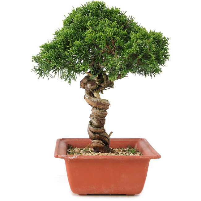 Juniperus chinensis Itoigawa, 27 cm, ± 18 years old