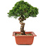 Juniperus chinensis Itoigawa, 27 cm, ± 18 ans