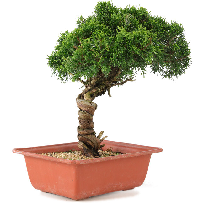 Juniperus chinensis Itoigawa, 27 cm, ± 18 ans