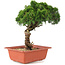 Juniperus chinensis Itoigawa, 27 cm, ± 18 years old