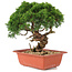 Juniperus chinensis Itoigawa, 25,5 cm, ± 18 jaar oud