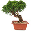Juniperus chinensis Itoigawa, 25,5 cm, ± 18 años