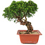 Juniperus chinensis Itoigawa, 25,5 cm, ± 18 jaar oud