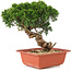 Juniperus chinensis Itoigawa, 25,5 cm, ± 18 jaar oud