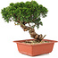 Juniperus chinensis Itoigawa, 25,5 cm, ± 18 Jahre alt
