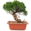 Juniperus chinensis Itoigawa, 25,5 cm, ± 18 anni