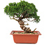 Juniperus chinensis Itoigawa, 25,5 cm, ± 18 ans