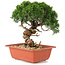 Juniperus chinensis Itoigawa, 25,5 cm, ± 18 jaar oud