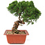 Juniperus chinensis Itoigawa, 25,5 cm, ± 18 jaar oud