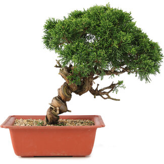 Juniperus chinensis Itoigawa, 26,5 cm, ± 18 anni