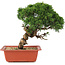 Juniperus chinensis Itoigawa, 26,5 cm, ± 18 anni