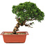 Juniperus chinensis Itoigawa, 26,5 cm, ± 18 jaar oud