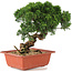 Juniperus chinensis Itoigawa, 25,5 cm, ± 18 anni