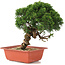 Juniperus chinensis Itoigawa, 26,5 cm, ± 18 anni