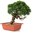 Juniperus chinensis Itoigawa, 26,5 cm, ± 18 Jahre alt