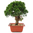 Juniperus chinensis Itoigawa, 26,5 cm, ± 18 jaar oud